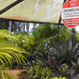 Allora Gardens Nursery - Pic 6