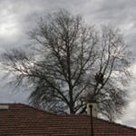 Tree Limits Pty Ltd - Pic 1