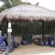 Bundaberg Wholesale Palms & Plants - Pic 7