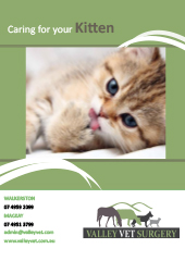Caring For Your Kitten
