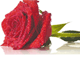 Wauchope &amp; District Funeral &amp; Cremation Services - logo