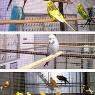 http://www.birdcity.com.au/our-birds.html
