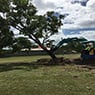 Active Tree Fellas - Pic 4