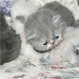 Canterbury Tails Boutique Boarding Cattery - Pic 4