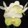 Fame Orchids - Pic 2
