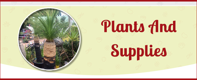 Allora Gardens Nursery - Promotion 3