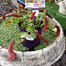 Garden Treasure Yarragon - Pic 7