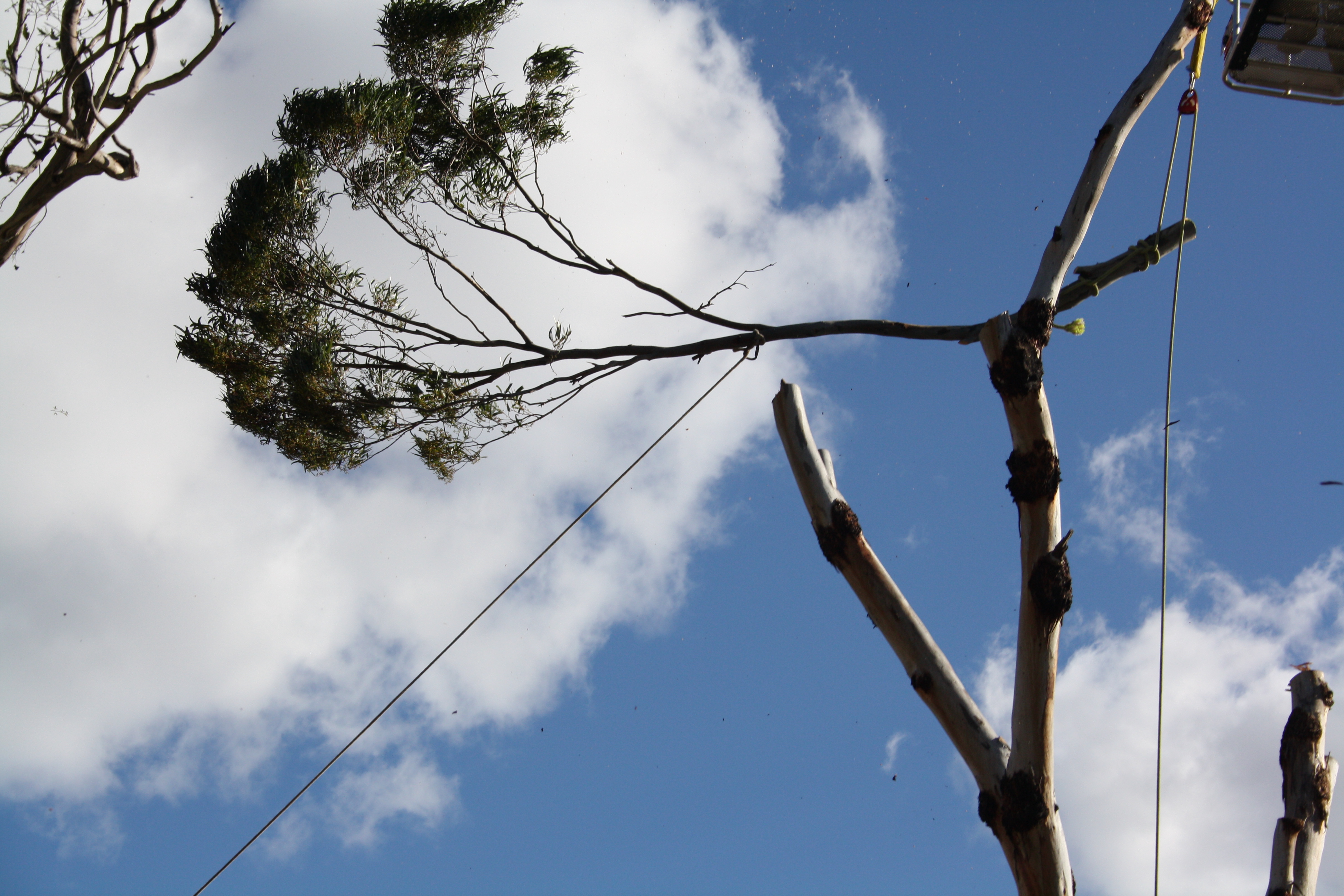 Regal Trees Pty Ltd Tree & Stump Removal Services Stratford Yellow Pages®