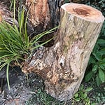 Treecycled - Pic 6