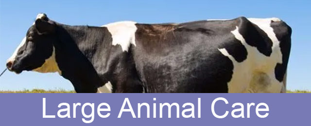 Port Augusta Veterinary Services - Promotion 1