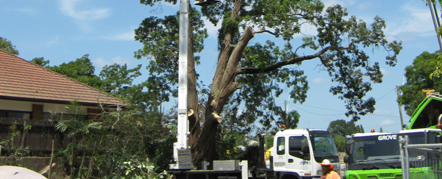 The Tree Doctor - Promotion 2