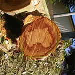 Mr. Trees - Pic 10