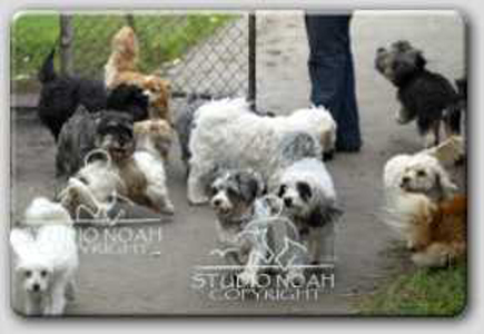 Dog Kennels Canning Vale Dog Kennels Canning Vale
