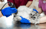 The Veterinary Hospital North - Pic 2