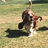 4 Paws B & B Boarding Kennel - Pic 3