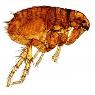 Rebel Pest - Pic 10