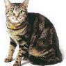 Tugun Veterinary Surgery - Pic 2