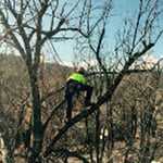 Dan's Tree Services - Pic 7