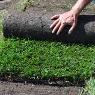 Greenacres Turf Farm - Pic 4