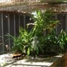 Treetops Boarding Cattery - Pic 5