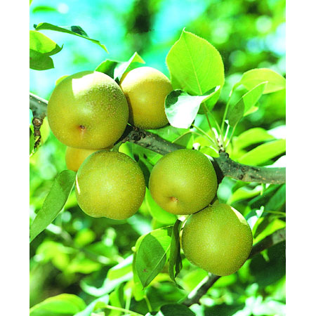 Rodney's Nursery And Garden Centre - Garden Nurseries - 24 Beltana Rd