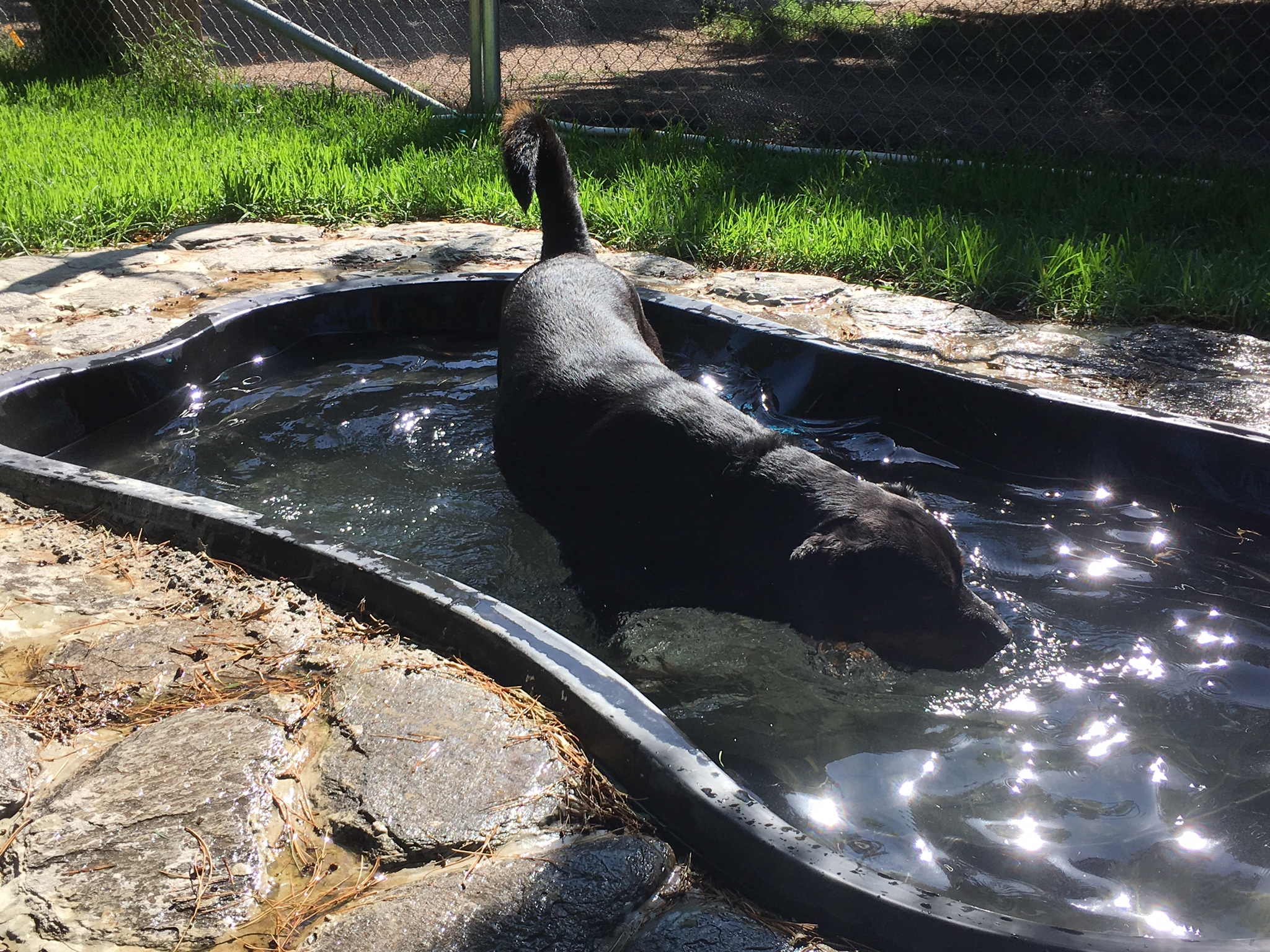 Whispering Pines Dog Training & Boarding Centre Dog Boarding Kennels