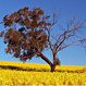 Above All Tree Services - Pic 2