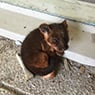 Pest Control Melbourne