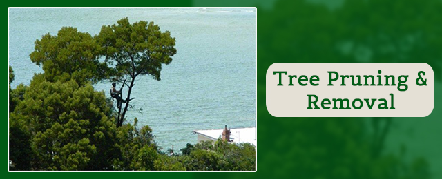 Hobart Tree Chipping & Recycling - Promotion 1