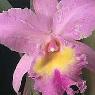 Fame Orchids - Pic 4