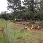 Dan's Tree Services - Pic 4