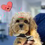 Lorn Veterinary Clinic - Pic 3