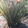Robert's Home & Garden Maintenance - Pic 10