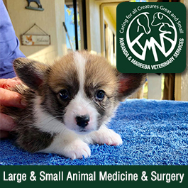 Mareeba Veterinary Surgery - Promotion