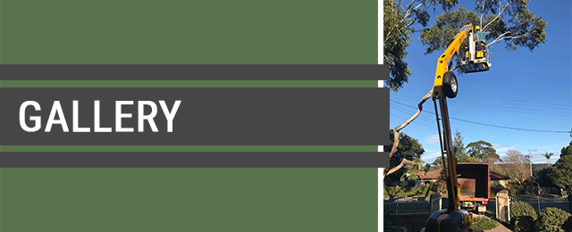Central Coast Tree Removal - Promotion 3