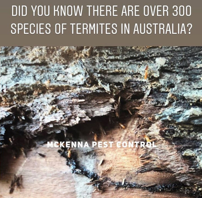 Big Gun Pest Control Pest Control Ipswich Yellow Pages®