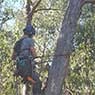 BSK Tree Services Pty Ltd - Pic 4