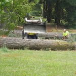 Woodstock Tree & Stump Removal - Pic 2