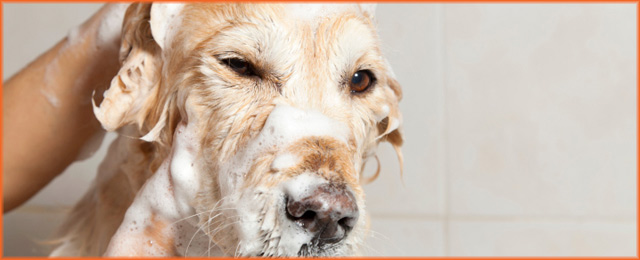 Pet Universe Veterinary Centre Broadview & Northgate - Promotion 2