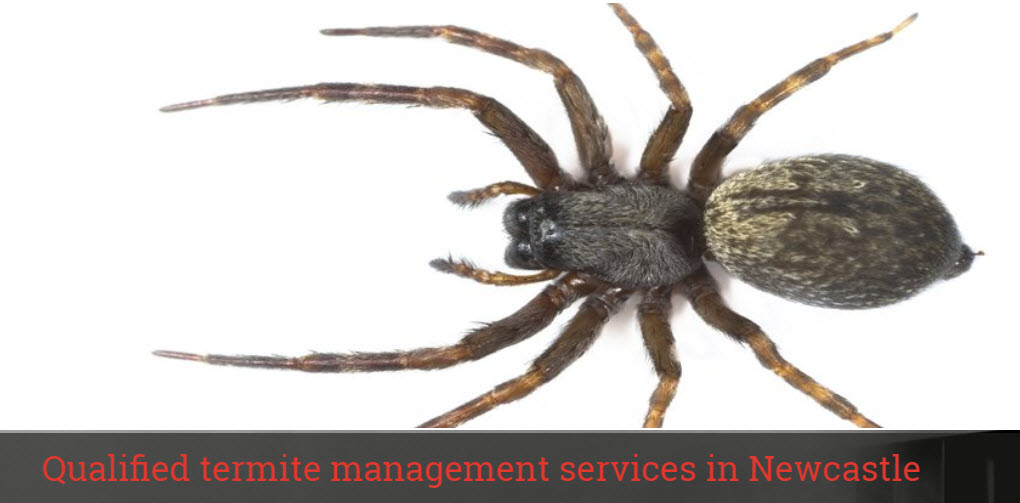 Pest Control in Newcastle