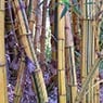 The Peace Of Bamboo - Pic 1