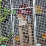 Treetops Boarding Cattery - Pic 10