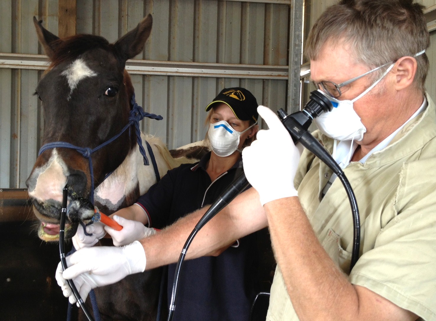 Equine Veterinary Services Vet 31 Luck Rd Hodgson Vale