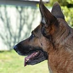 The Southern Dog - Pic 1