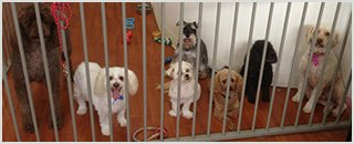 New York Dog Wash - Promotion 2