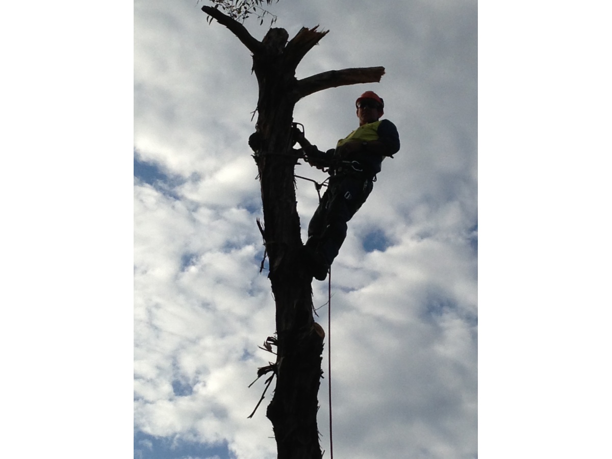 Curtis Tree Lopping Specialists Tree & Stump Removal Services Wodonga