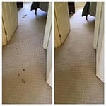 Wimmera Drytron Carpet Cleaning - Pic 1