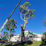 Nelson's Tree Services - Pic 8