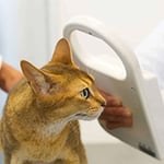 Wetherill Park Veterinary Surgeons - Pic 6