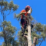 Micks Tree Worx - Pic 8